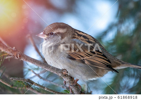 Sparrow sits on a fir branch in the sunset light. 61868918