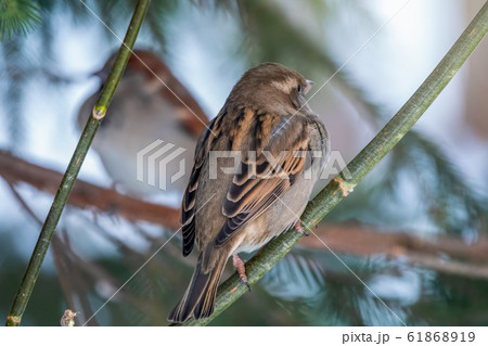 Two sparrows specularly sit opposite each other 61868919