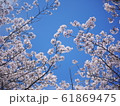 青空と桜① 61869475
