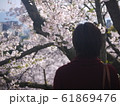 桜を見る男性 61869476