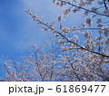 青空と桜② 61869477