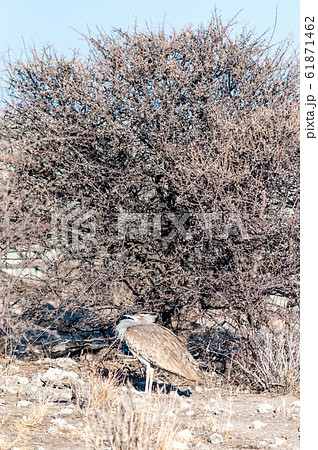 A Kori Bustard in Etosha National Park 61871462