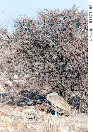 A Kori Bustard in Etosha National Park 61871464