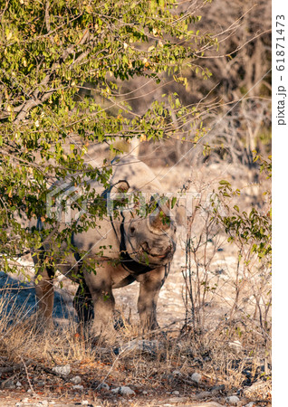 A black Rhinoceros Browsing in the Bushes of Etosha A black Rhinoceros Browsing in the Bushes of Etosha 61871473