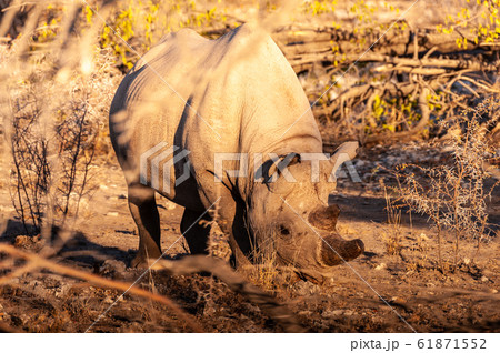 A black Rhinoceros Browsing in the Bushes of Etosha A black Rhinoceros Browsing in the Bushes of Etosha 61871552