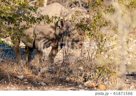 A black Rhinoceros Browsing in the Bushes of Etosha 61871566