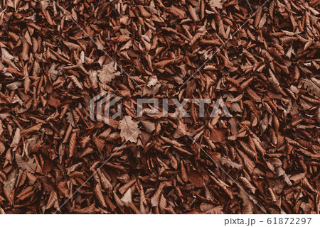 Autumn dry leaves in the forest Autumn dry leaves in the forest 61872297