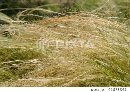 Pony tails grass 61873341
