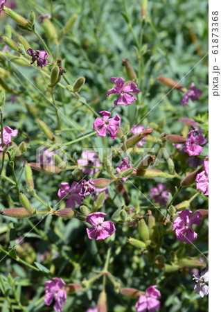 Tufted soapwort Tufted soapwort 61873368