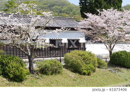 岩国吉香公園の桜と建物 岩国吉香公園の桜と建物 61873406