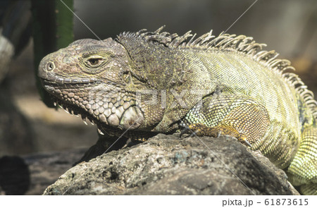 Green iguana or Common iguana Green iguana or Common iguana 61873615
