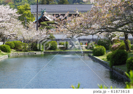 吉香公園の池と桜 吉香公園の池と桜 61873618