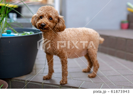 トイプードル　臨月の妊婦犬 61873943