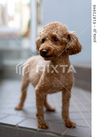 トイプードル　臨月の妊婦犬 61873946