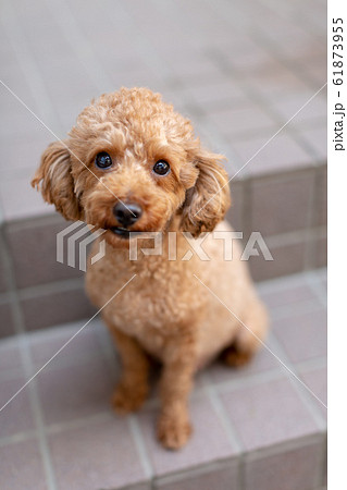 トイプードル 臨月の妊婦犬 トイプードル 臨月の妊婦犬 61873955