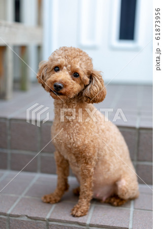 トイプードル　臨月の妊婦犬 61873956