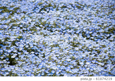 Nemophila (Baby blue eyes) grow as the carpetの写真素材 [61874219