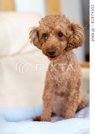 トイプードル 臨月の妊婦犬の写真素材