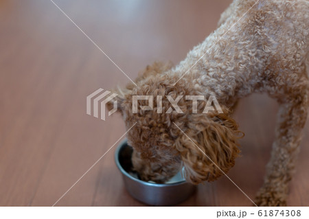 トイプードル 臨月の妊婦犬 トイプードル 臨月の妊婦犬 61874308