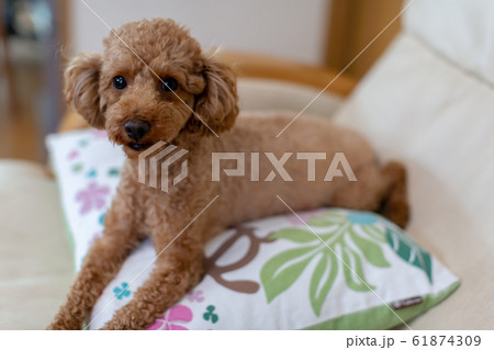 トイプードル 臨月の妊婦犬 トイプードル 臨月の妊婦犬 61874309
