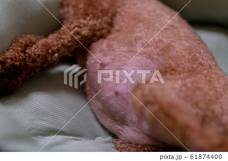 トイプードル 出産直前の妊婦犬の写真素材