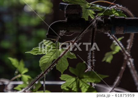 The moment of Water dripping flowing throug a 61875959