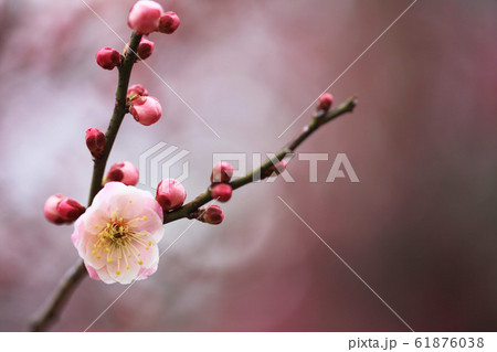 ピンク色の梅の花（無類絞り） 61876038