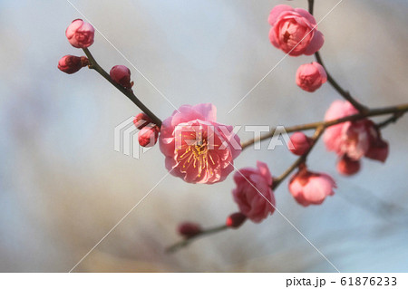 ピンク色の梅の花（未開紅） 61876233