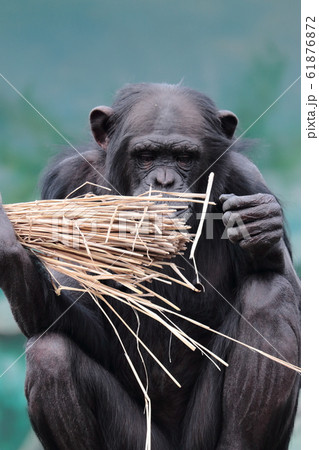 わらで遊ぶチンパンジー 61876872