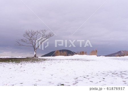済州島 済州 島 61876937