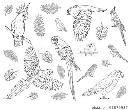 Vector set bundle of hand drawn different parrot Vector set bundle of hand drawn different parrot 61876987