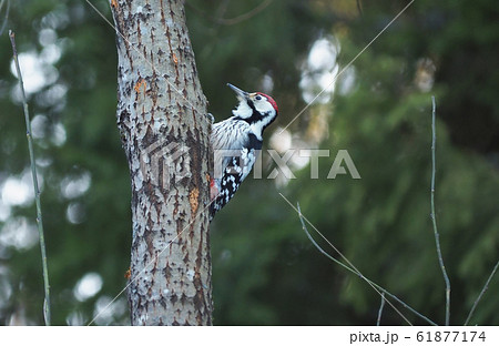woodpecker on a tree trunk in the forest 61877174