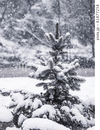 Fluffy spruce in heavy snow. Large snow flakes 61877258