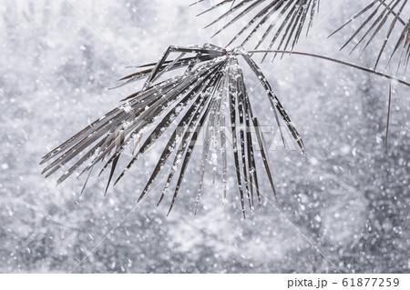 Palm trees in the snowfall. Large flakes of white 61877259
