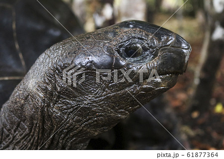 giant turtle in firest 61877364