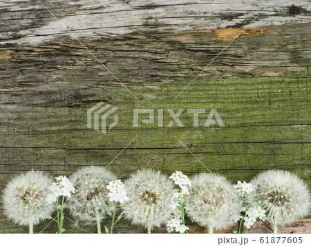 Beautiful dandelions lying on a white table 61877605