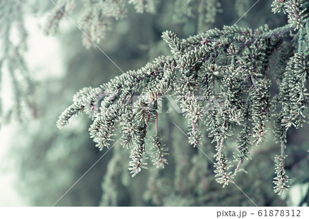 Fir branch in the snow on a frosty day 61878312