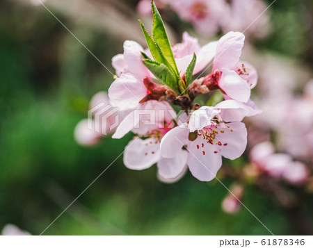 Early spring flowers on a grass background 61878346