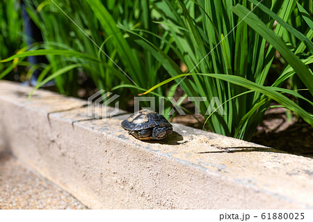Red Eared Terrapin - Trachemys scripta elegans. 61880025