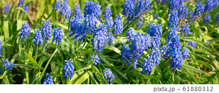 Tender blue muscari flowers in the daylight, 61880312