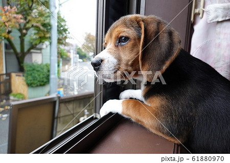 犬 中型犬 子犬 ビーグル 室内 家庭犬 窓辺 見送り 犬 中型犬 子犬 ビーグル 室内 家庭犬 窓辺 見送り 61880970