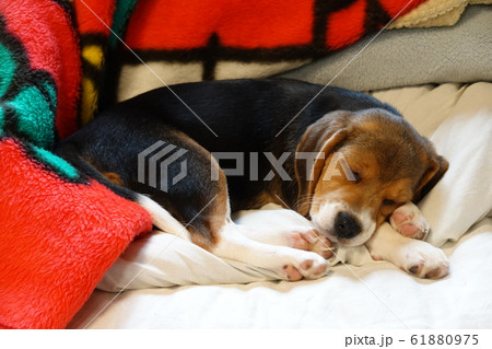 犬　中型犬　子犬　ビーグル　室内　家庭犬　寝る犬 61880975