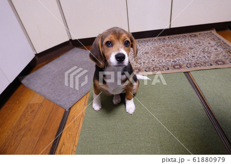 犬　中型犬　子犬　ビーグル　室内　家庭犬　カメラ目線 61880979