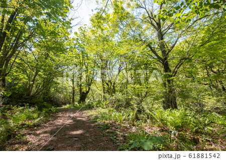 大山　新緑　木谷沢渓流 61881542