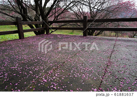 梅・花びら・絨毯・コケ・雨上がり・2020・一月 61881637