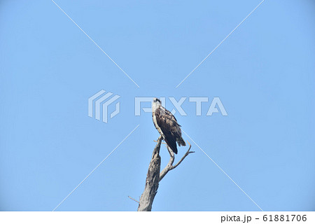 野鳥/ミサゴ 野鳥/ミサゴ 61881706