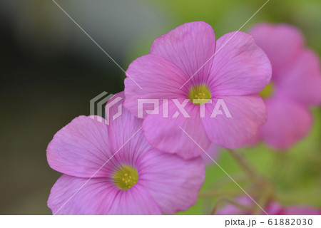 ハナカタバミの花 61882030