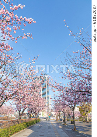 埼玉県 川口元郷駅前の桜並木 安行桜 埼玉県 川口元郷駅前の桜並木 安行桜 61882087