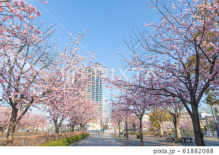 埼玉県　川口元郷駅前の桜並木　安行桜 61882088
