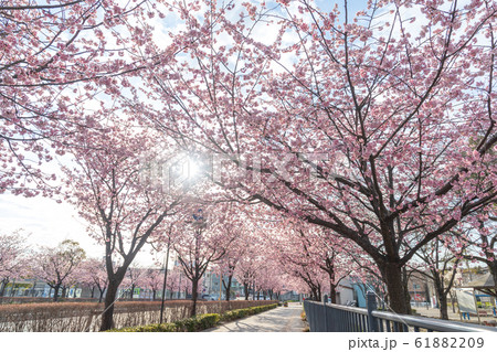 埼玉県 川口元郷駅前の桜並木 安行桜 埼玉県 川口元郷駅前の桜並木 安行桜 61882209